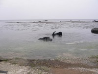 20080429_0.jpg