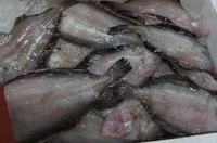DSC01599.JPG