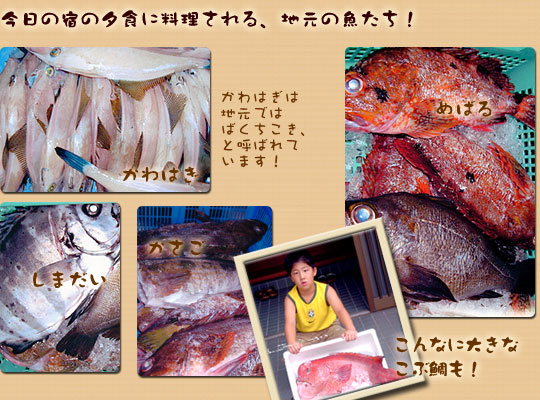 今日の宿の夕食に料理される、地元の魚たち！かわはぎ、めばる、しまだい、かさご、こぶ鯛、