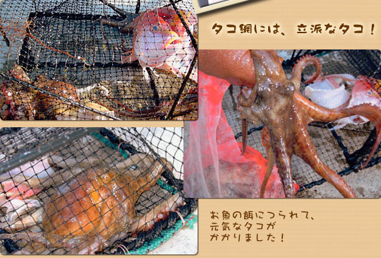 タコ網には立派なタコ！
