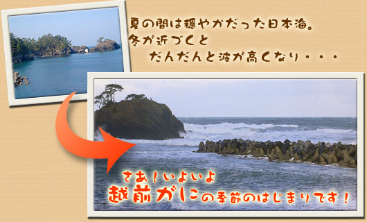 さあ、越前がにの季節のはじまりです!